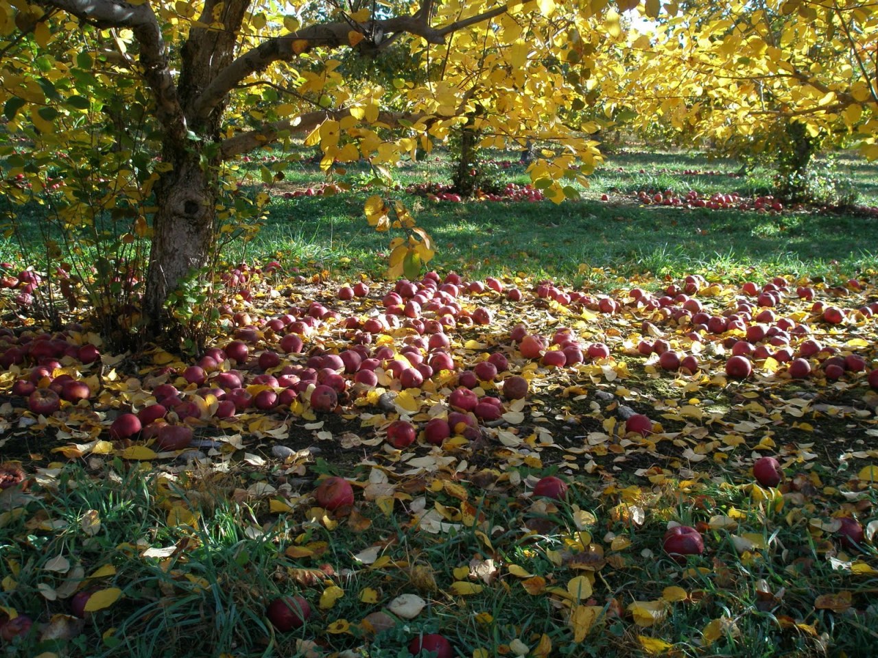 Apples ground